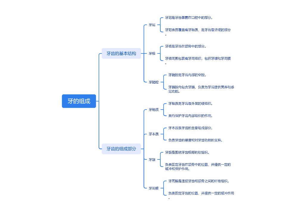 牙的组成