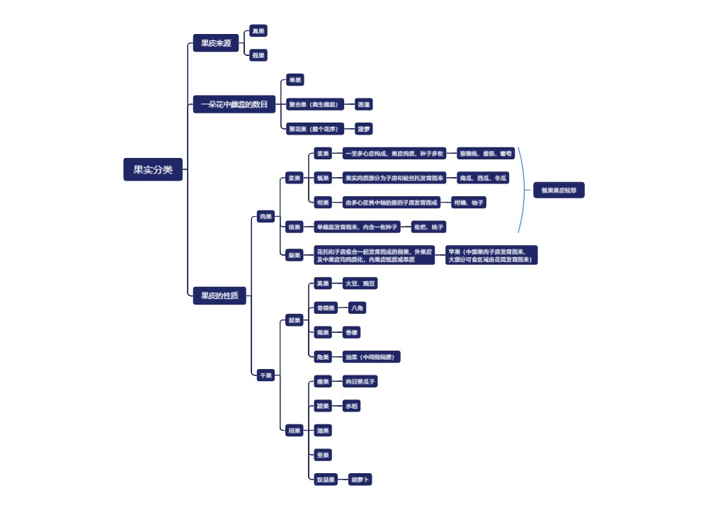 ﻿果实分类思维导图